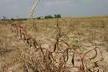 Ogłoszenie w sprawie przyjmowania wniosków rolników o szacowanie strat spowodowanych przez suszę w 2019 r.