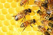 Bezpłatny kwalifikacyjny kurs zawodowy w zakresie prowadzenia produkcji pszczelarskiej
